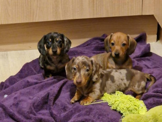 miniature-dachshund-puppies-8-weeks-old-unique-colors-ready-sept-18-loving-family-pets-usa
