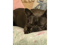 male-french-bulldog-4-years-old-trained-friendly-usa-small-2