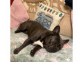 male-french-bulldog-4-years-old-trained-friendly-usa-small-1