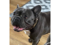 male-french-bulldog-4-years-old-trained-friendly-usa-small-0