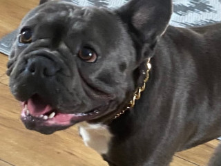 male-french-bulldog-4-years-old-trained-friendly-usa