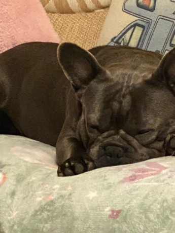 male-french-bulldog-4-years-old-trained-friendly-usa-big-2