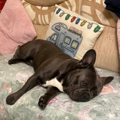 male-french-bulldog-4-years-old-trained-friendly-usa-big-1