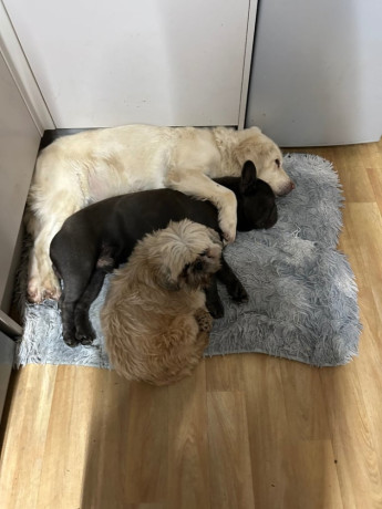 male-french-bulldog-4-years-old-trained-friendly-usa-big-4