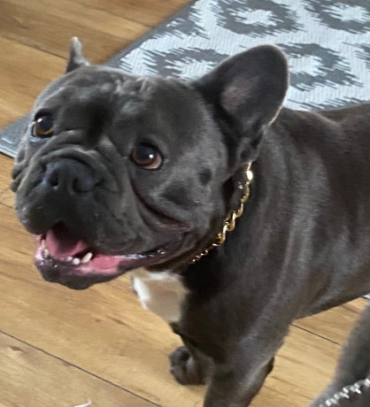 male-french-bulldog-4-years-old-trained-friendly-usa-big-0