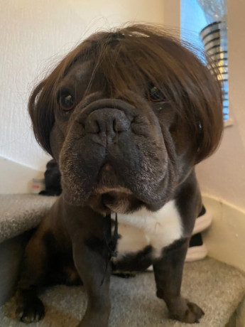 male-french-bulldog-4-years-old-trained-friendly-usa-big-3