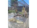 cockatiel-birds-with-cage-food-accessories-small-1