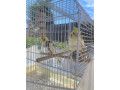 cockatiel-birds-with-cage-food-accessories-small-0