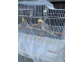 cockatiel-birds-with-cage-food-accessories-small-4