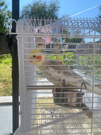 cockatiel-birds-with-cage-food-accessories-big-5