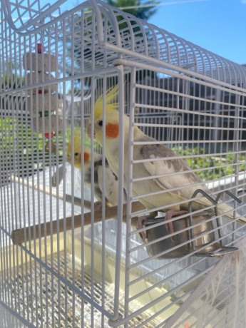cockatiel-birds-with-cage-food-accessories-big-2