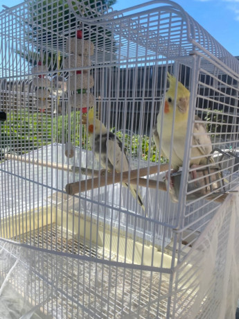 cockatiel-birds-with-cage-food-accessories-big-1