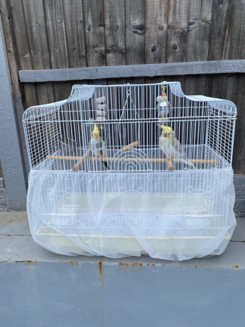cockatiel-birds-with-cage-food-accessories-big-3