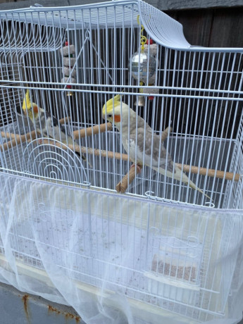 cockatiel-birds-with-cage-food-accessories-big-4
