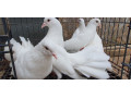 healthy-pigeons-for-sale-white-fantails-champagne-yellows-small-1