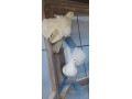 healthy-pigeons-for-sale-white-fantails-champagne-yellows-small-5
