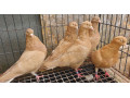 healthy-pigeons-for-sale-white-fantails-champagne-yellows-small-3