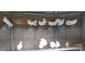 healthy-pigeons-for-sale-white-fantails-champagne-yellows-small-4