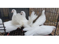 healthy-pigeons-for-sale-white-fantails-champagne-yellows-small-0