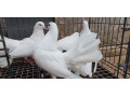 healthy-pigeons-for-sale-white-fantails-champagne-yellows-small-2