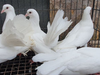 healthy-pigeons-for-sale-white-fantails-champagne-yellows