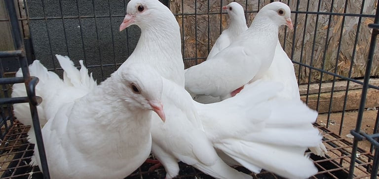 healthy-pigeons-for-sale-white-fantails-champagne-yellows-big-1