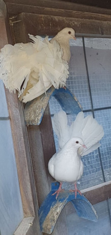 healthy-pigeons-for-sale-white-fantails-champagne-yellows-big-5