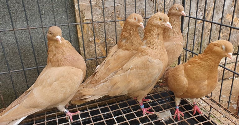 healthy-pigeons-for-sale-white-fantails-champagne-yellows-big-3