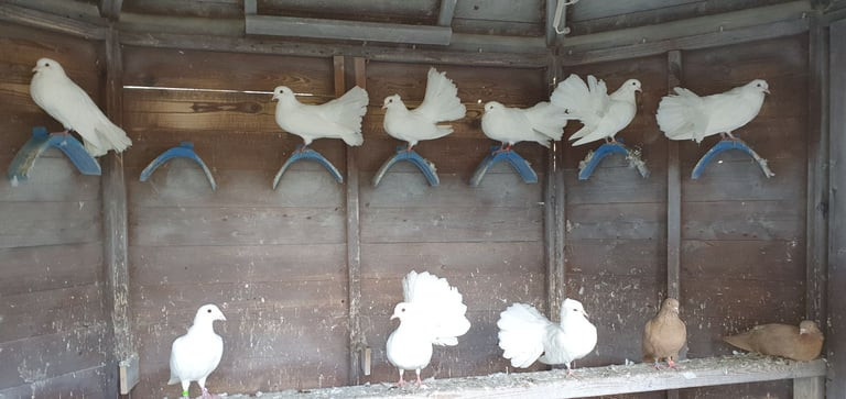 healthy-pigeons-for-sale-white-fantails-champagne-yellows-big-4