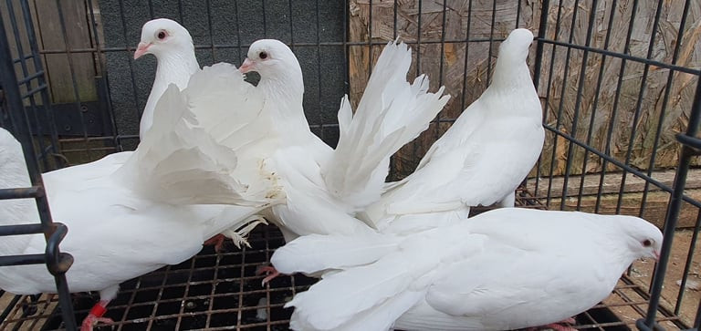 healthy-pigeons-for-sale-white-fantails-champagne-yellows-big-0