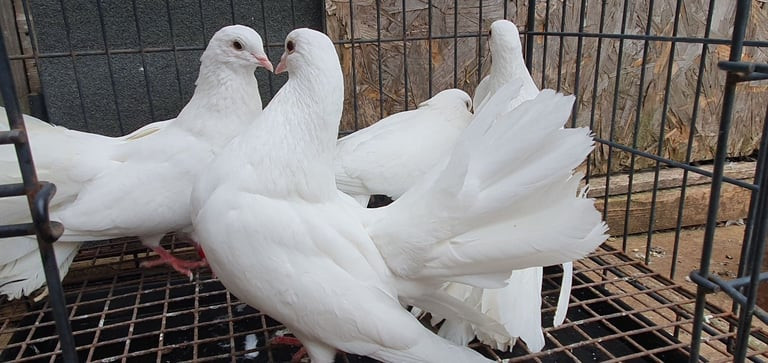 healthy-pigeons-for-sale-white-fantails-champagne-yellows-big-2