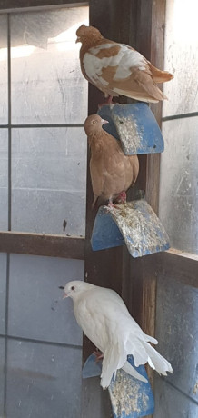 healthy-pigeons-for-sale-white-fantails-champagne-yellows-big-6