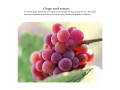 grape-moisturizing-collagen-eye-mask-anti-dark-circles-eye-bags-firming-eyes-masks-beauty-skin-care-eye-patches-60pcs-small-2