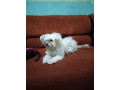 maltese-for-adoption-small-0