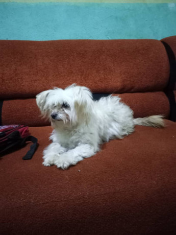 maltese-for-adoption-big-0